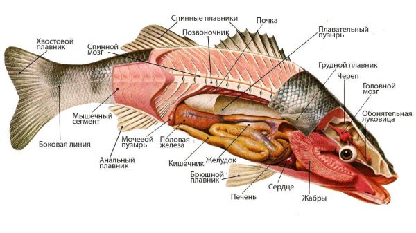 Морская анатомия – как устроена рыба внутри?