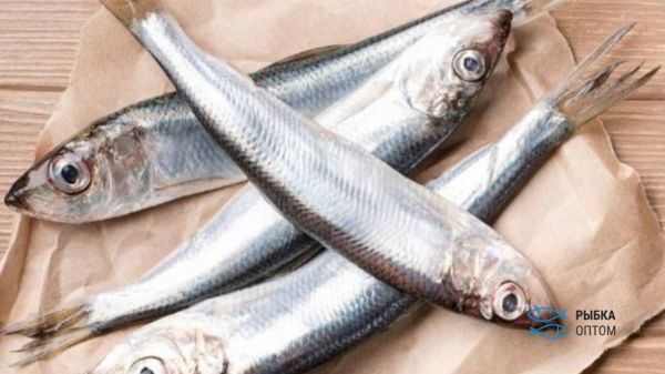 Рыба сибас: полезные свойства и возможный вред
