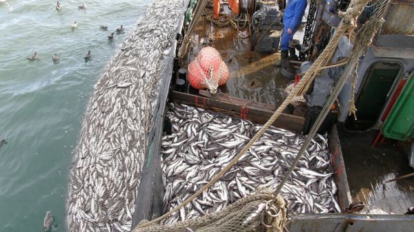 Морское богатство страны: как устроена добыча рыбы?