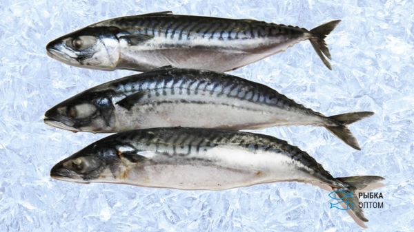 Русская рыба – 5 самых популярных отечественных сортов